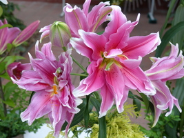 Foto: Dr. Peter Müller